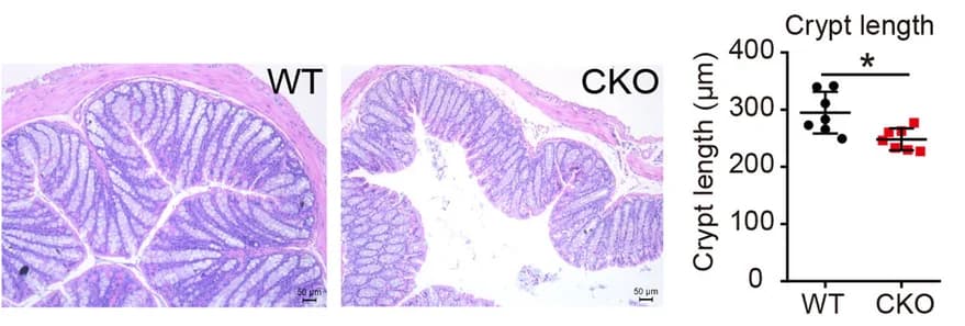Open access visualization of Microscopy, Scatter Plot, Pcdh20 CKO Mice, Colon, H&E Staining