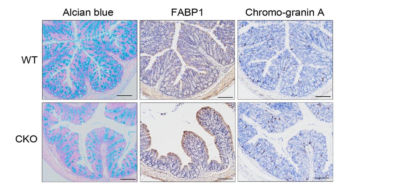 Open access visualization of Microscopy, Differentiated Cells, Colon Epithelium, Pcdh20 CKO Mice, Alcian Blue
