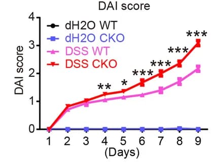 Open access visualization of Line Plot, Disease activity index, Pcdh20 CKO mice, WT mice, DSS administration