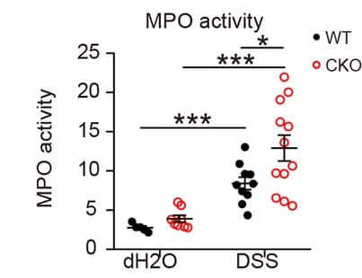Open access visualization of Scatter Plot, Error Bars, Myeloperoxidase activity, Pcdh20 CKO mice, WT mice