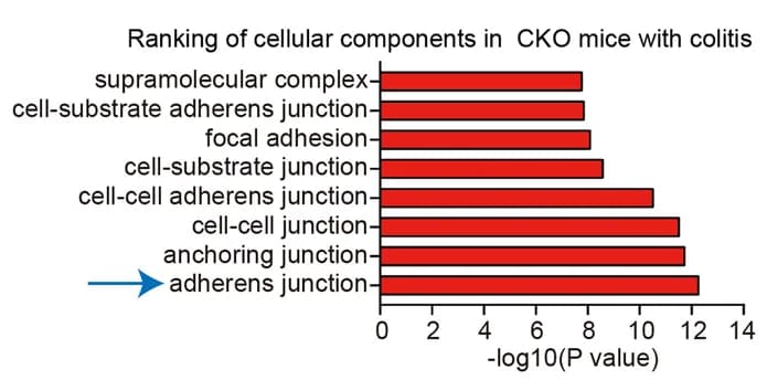 Open access visualization of Bar Plot, Adherens Junctions, Cellular Components