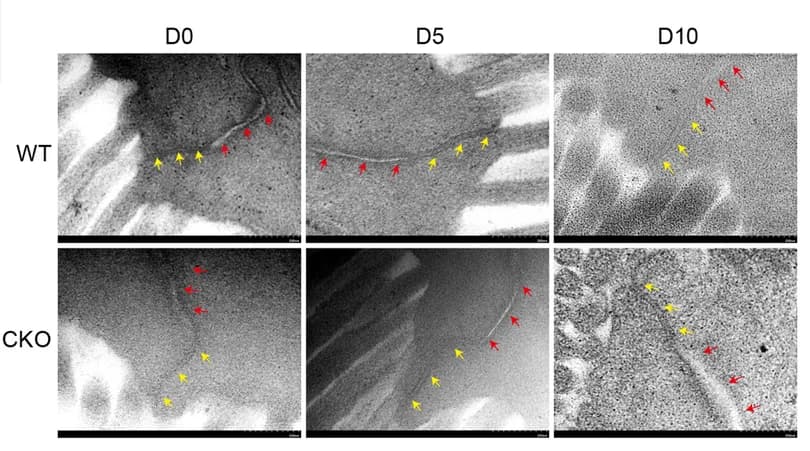 Open access visualization of Microscopy, Tight Junction, Colon Epithelium, Pcdh20 CKO Mice, DSS Administration
