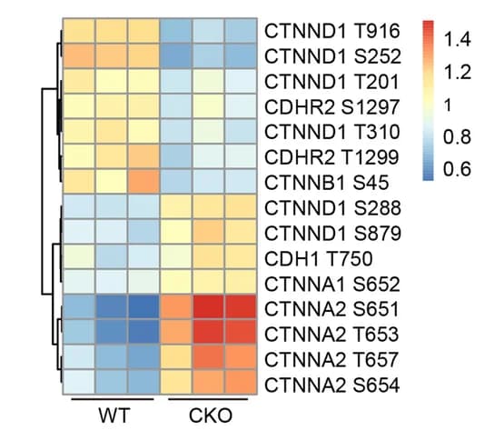 Open access visualization of Heatmap, Clustered, Phosphoproteomics Analysis, Phosphorylation Sites, Adherens Junctions Proteins