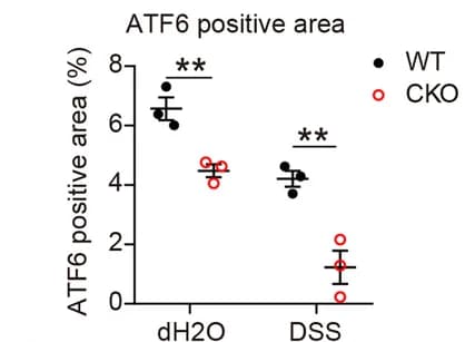 Open access visualization of Scatter Plot, Error Bars, Immunofluorescence, Image J software, Quantification