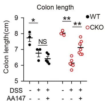 Open access visualization of Scatter Plot, Error Bars, Colon Length, Pcdh20 CKO Mice, DSS Administration
