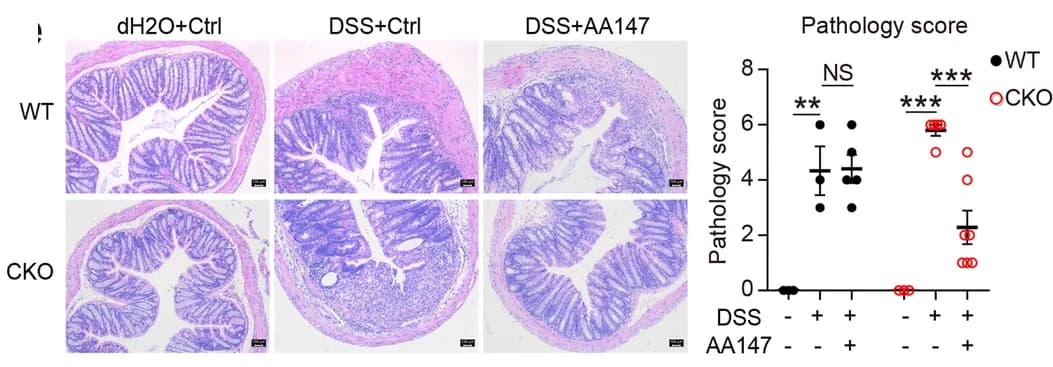 Open access visualization of Microscopy, Scatter Plot, Error Bars, Ulcers, Pathology Score
