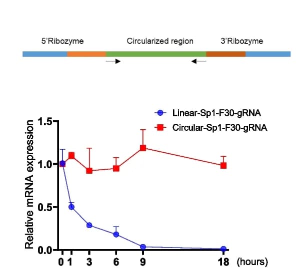 Open access visualization of Line Plot, Error Bars, Circular gRNA, HEK293T Cells, Actinomycin D