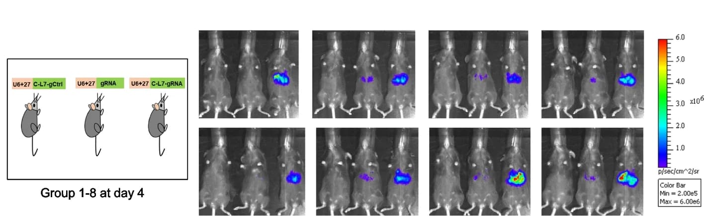 Open access visualization of Microscopy, Illustration, Bioluminescence imaging, Mice
