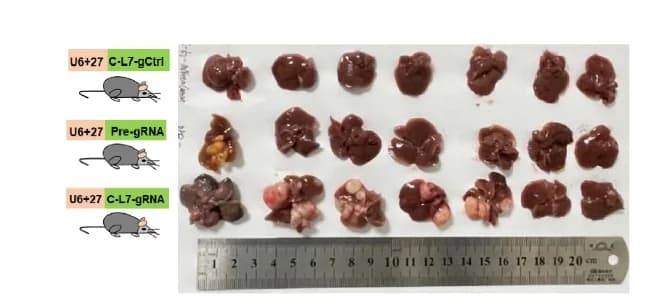 Open access visualization of Photo, Mouse Liver, Image Analysis