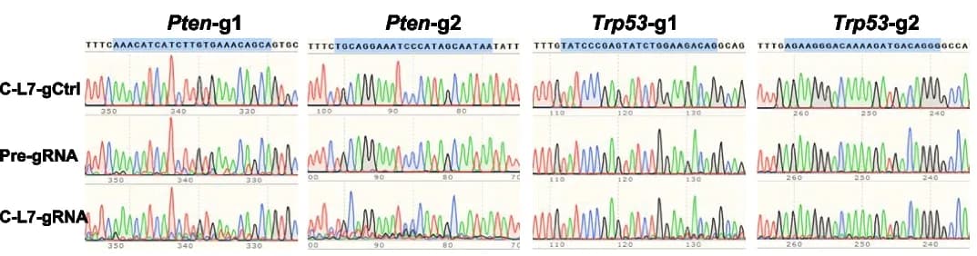 Open access visualization of Line Plot, Sanger Sequencing, Indels, TIDE Analyses, Tumor DNA