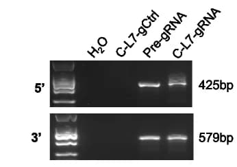 Open access visualization of Gel, Genomic PCR, KRAS G12D, Tumors, Primers
