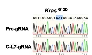 Open access visualization of Line Plot, Kras G12D Mutation, Tumors, Sanger Sequencing, Students t test
