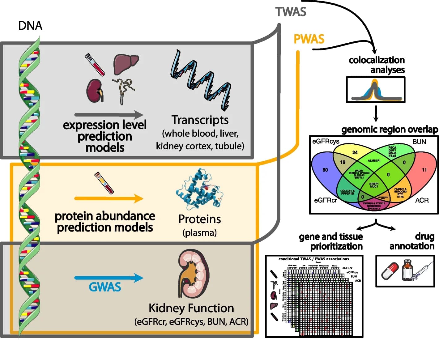Open access visualization of Workflow, Illustration, Venn Diagram, Line Plot, TWAS