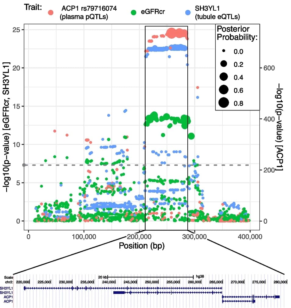 Open access visualization of Scatter Plot, Locuszoom Plot, Regional association plot, eGFRcr, ACP1 protein levels