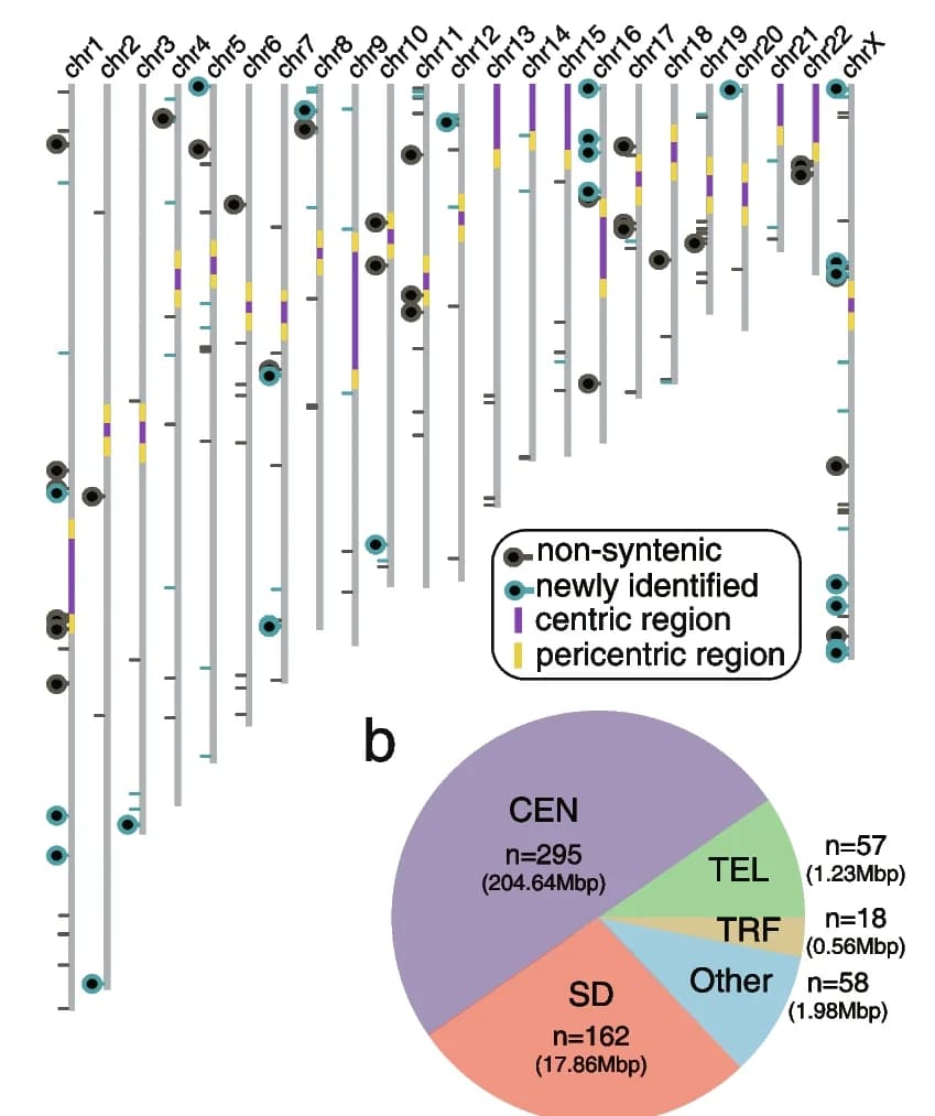 Open access visualization of Pie Chart, T2T-CHM13 Assembly, Centromere, Non-syntenic Region, Discrepant Region