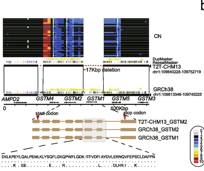 Open access visualization of Genome Browser, Illustration, GSTM1, T2T-CHM13 Genome Assembly, CN Heatmap