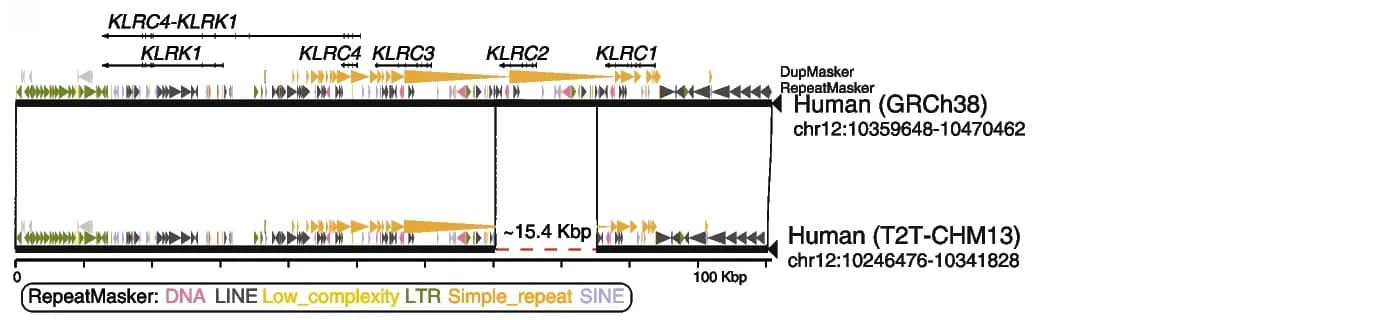 Open access visualization of Illustration, Genome Assembly, Gene Structure, Duplication, Repeat Annotation