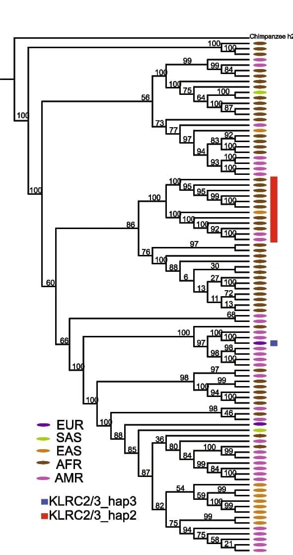 Open access visualization of Network, Pathway, Phylogenetic Tree, KLRC Haplotype, Genomic Regions