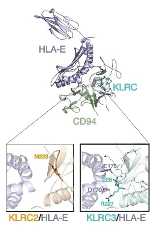 Open access visualization of Protein Structure, Chemical Structure, KLRC, HLA-E, CD94