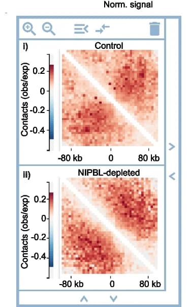 Open access visualization of Heatmap, Hi-C, Contact Maps, Cluster 2, Wildtype Cells