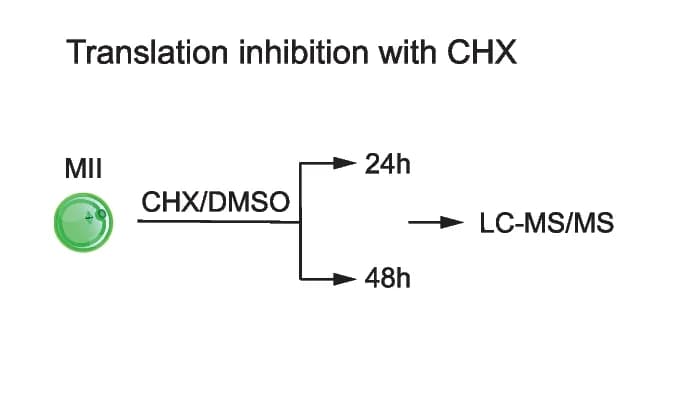 Open access visualization of Workflow, Flowchart, Illustration, Experimental Design, MII Oocytes
