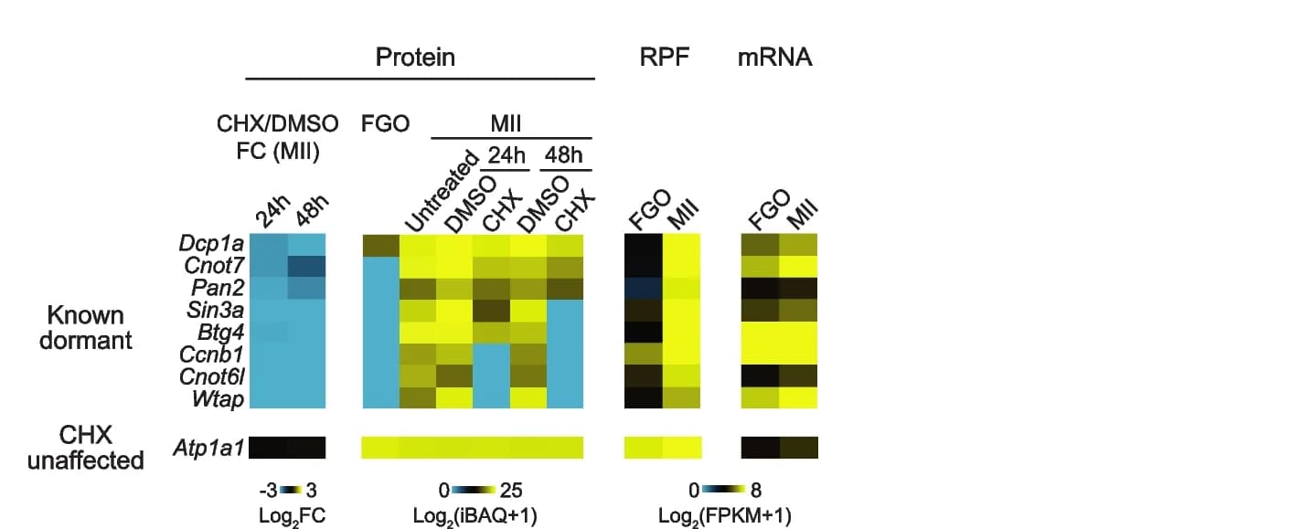 Open access visualization of Heatmap, Heat Maps, Protein Fold Changes, Protein Intensities, CHX Treatment