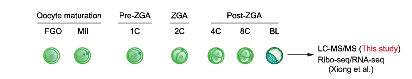 Open access visualization of Workflow, Illustration, Mouse Oocytes, Preimplantation Embryos, LC-MS/MS