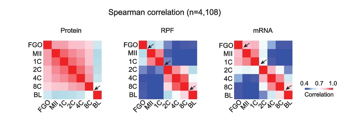 Open access visualization of Heatmap, Clustered, Heat Maps, Spearman Correlation Coefficients, Developmental Stages