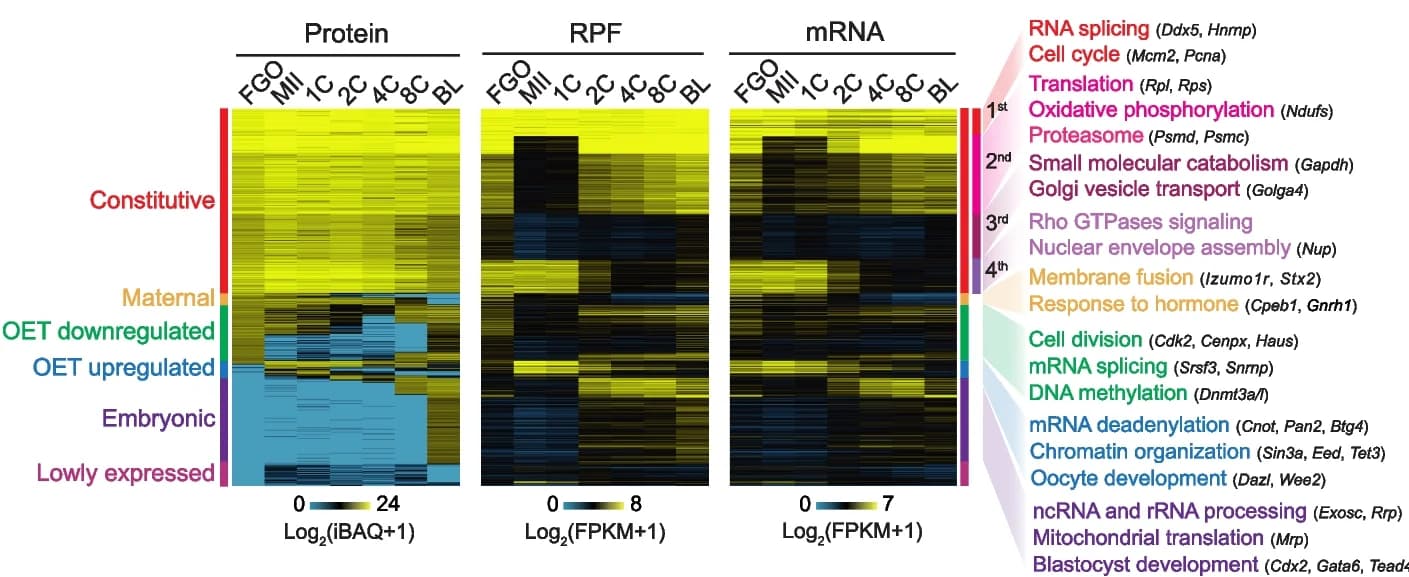 Open access visualization of Heatmap, Clustered, Heat maps, K-means clustering, Protein dynamics