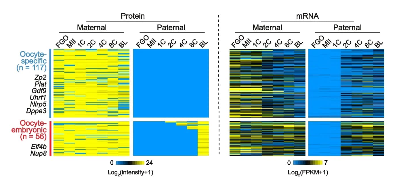 Open access visualization of Heatmap, Heat Maps, Parent-of-Origin Dynamics, Proteins, Oocytes
