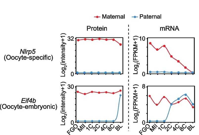 Open access visualization of Line Plot, Line Plots, Parent-of-Origin, Proteins, mRNAs