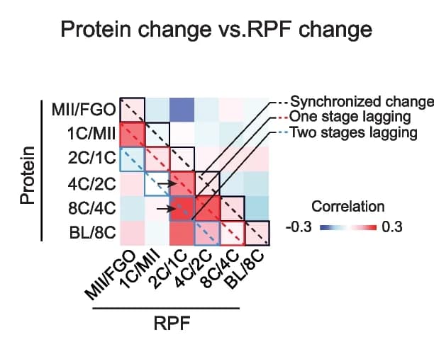 Open access visualization of Heatmap, Heat Map, Spearman Correlation Coefficients, Protein Changes, RPF Changes