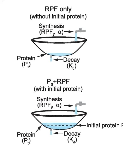 Open access visualization of Illustration, Workflow, Kinetic Models, Protein Dynamics, Translation