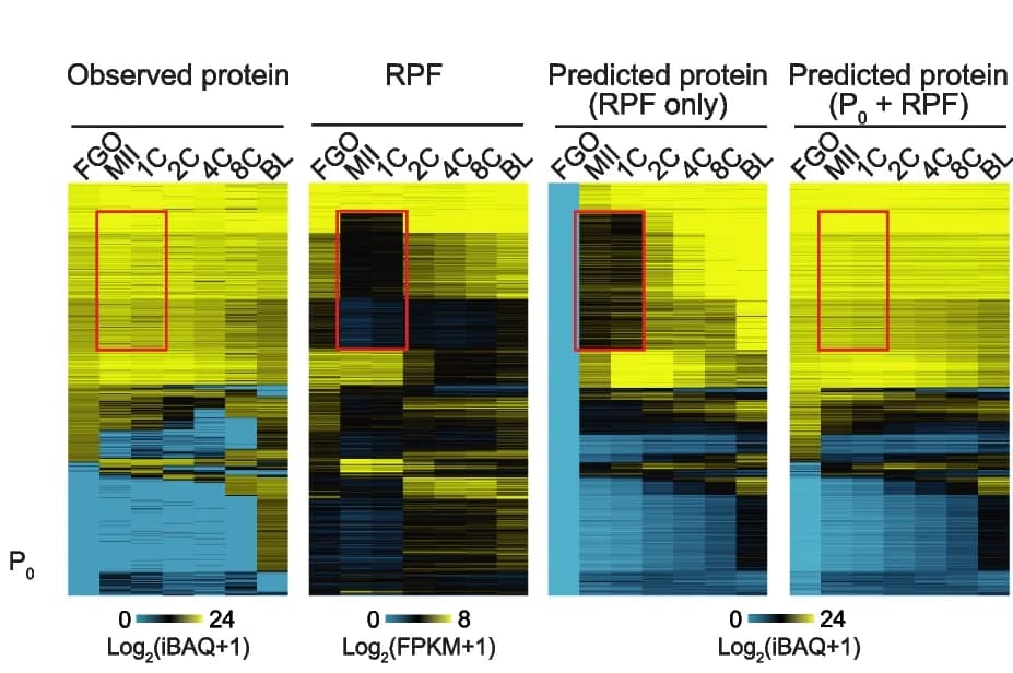 Open access visualization of Heatmap, Heat Maps, Protein Levels, RPF Levels, Protein Dynamics