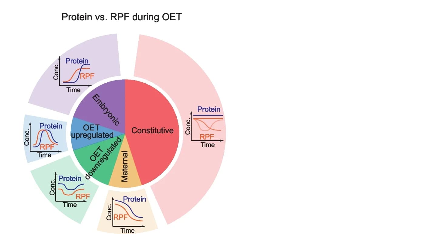 Open access visualization of Pie Chart, Line Plot, Summary Model, Protein Dynamics, RPF Dynamics