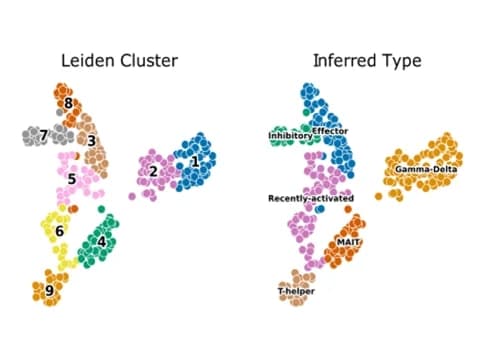 Open access visualization of Scatter Plot, UMAP, PCA, SCA, Leiden Clustering