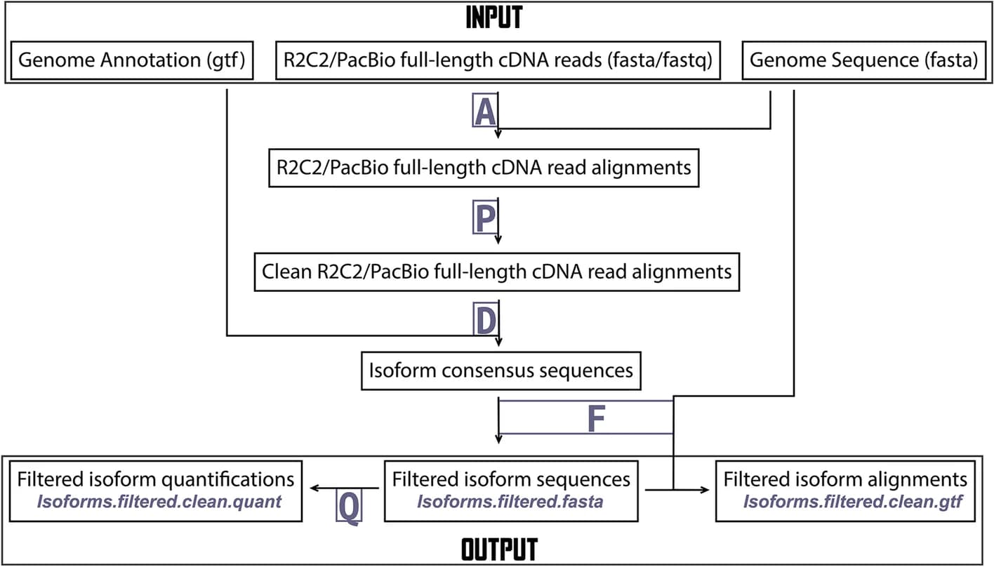 Open access visualization of Workflow, Flowchart, Reads, Genome Sequence, Isoforms