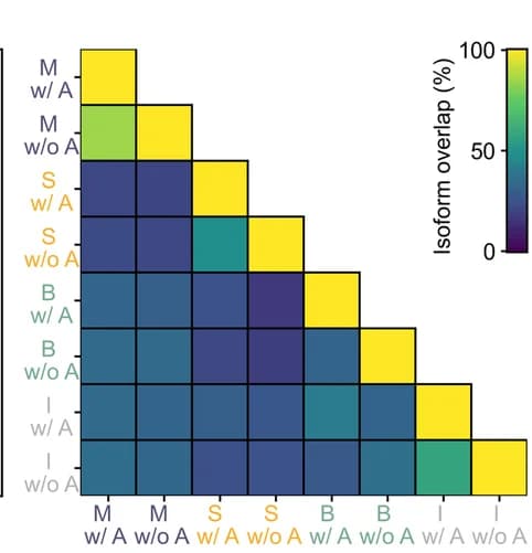 Open access visualization of Heatmap, Isoform Overlap, Isoform Identification, Annotation