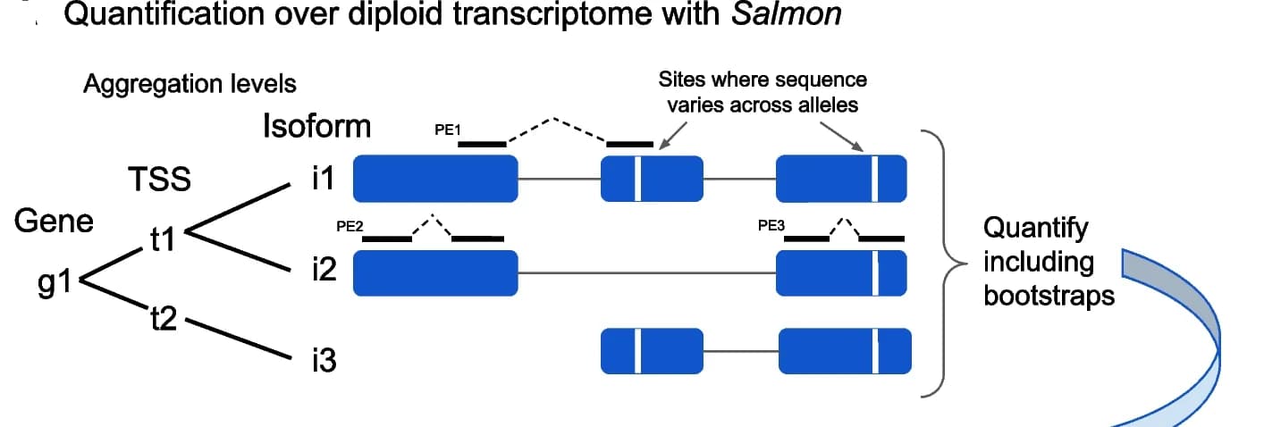 Open access visualization of Workflow, Illustration, Allelic Imbalance, Quantification, Statistical Inference