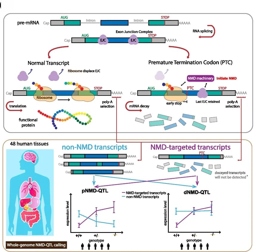 Open access visualization of Workflow, Illustration, Line Plot, Error Bars, NMD-QTLs