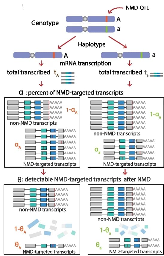 Open access visualization of Workflow, Illustration, NMD Genes, Transcribed Transcripts, NMD-Targeted Transcripts