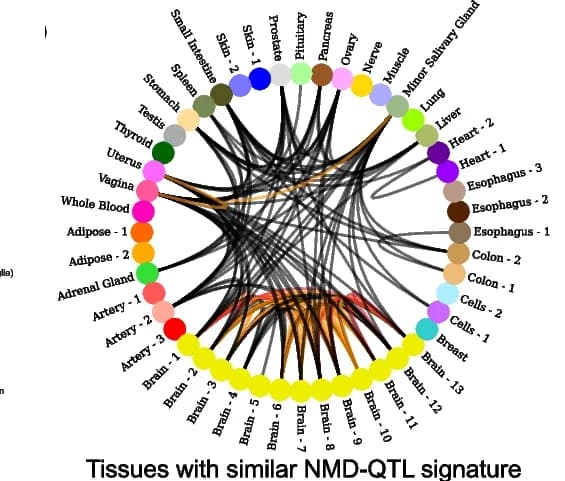 Open access visualization of Chord, Tissue, Interaction Map, NMD-QTL