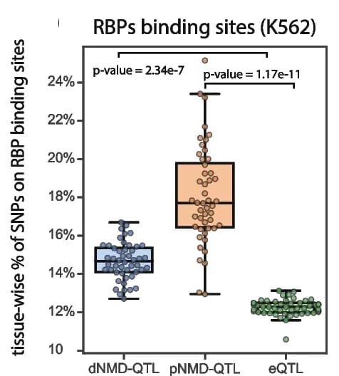 Open access visualization of Box Plot, Scatter Plot, Raincloud Plot, NMD-QTLs, Binding Regions