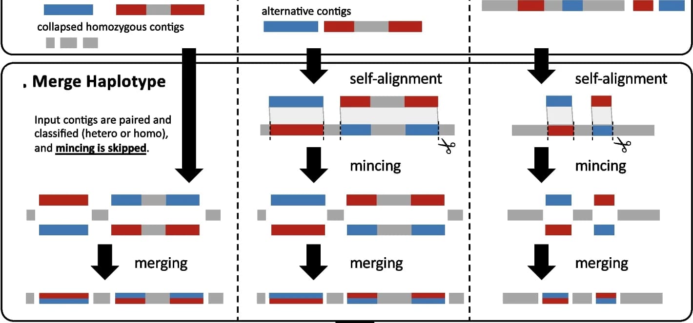 Open access visualization of Workflow, Contig Pairs, Homologous Chromosomes, Consensus Contig