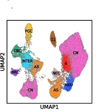 Open access visualization of UMAP, UMAP plot, Processed cells, Clustering