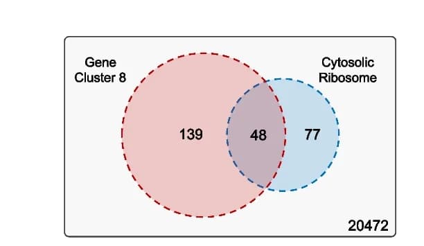 Open access visualization of Venn Diagram, Gene enrichment, GO term, Cytosolic ribosome, Gene clusters