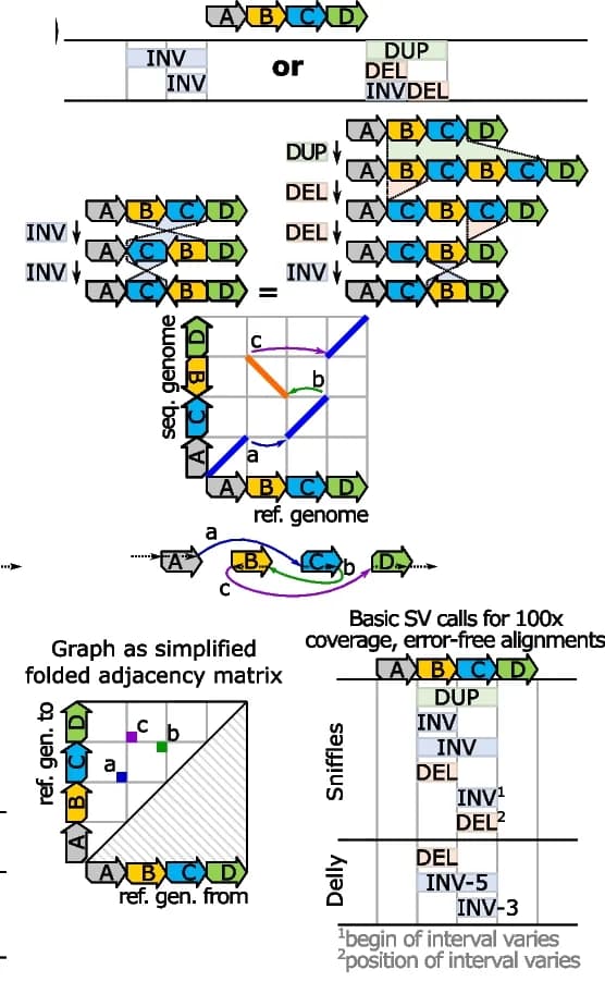 Open access visualization of Workflow, Illustration, Genomic Rearrangements, Inversions, Duplication