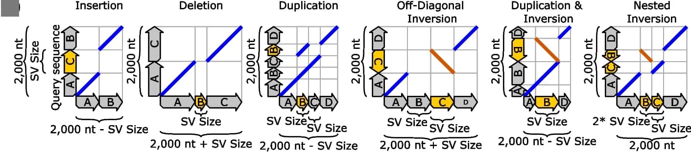 Open access visualization of Illustration, Genomic Rearrangements, Dot-plots, Same Strand Matches, Opposite Strand Matches