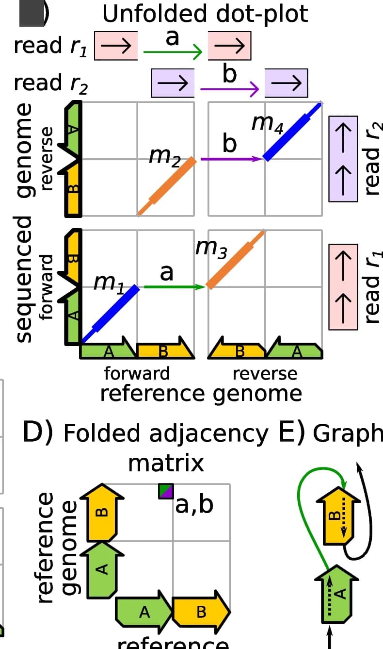 Open access visualization of Illustration, Workflow, Dot-plot, Forward strand, Reverse strand