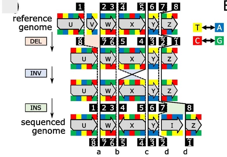Open access visualization of Workflow, Illustration, Reference Genome, Sequenced Genome, Structural Variation
